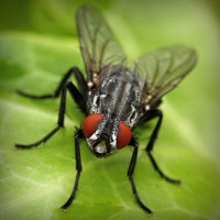 /album/la-biodiversit%c3%a0-della-sardegna/photolia-a01-jpg/