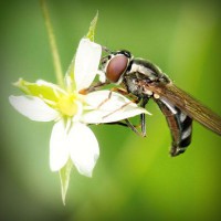 /album/la-biodiversit%c3%a0-della-sardegna/photolia-a02-jpg/