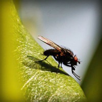 /album/la-biodiversit%c3%a0-della-sardegna/photolia-a04-jpg/