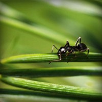 /album/la-biodiversit%c3%a0-della-sardegna/photolia-a05-jpg/