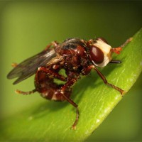 /album/la-biodiversit%c3%a0-della-sardegna/photolia-a06-jpg/