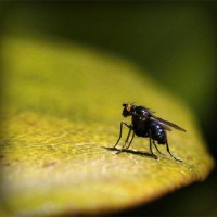 /album/la-biodiversit%c3%a0-della-sardegna/photolia-a07-jpg/